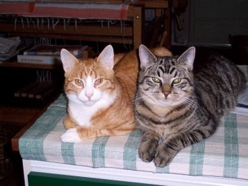 Katten